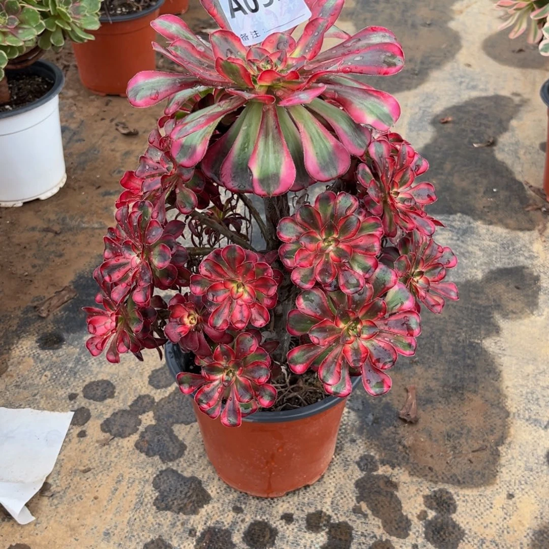 多肉植物香奈儿052多肉