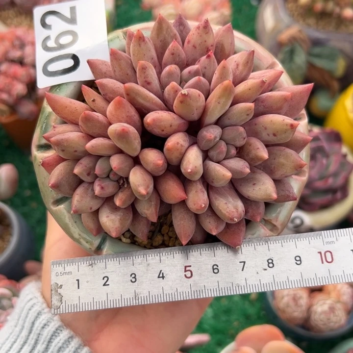 静****062 多肉植物组合