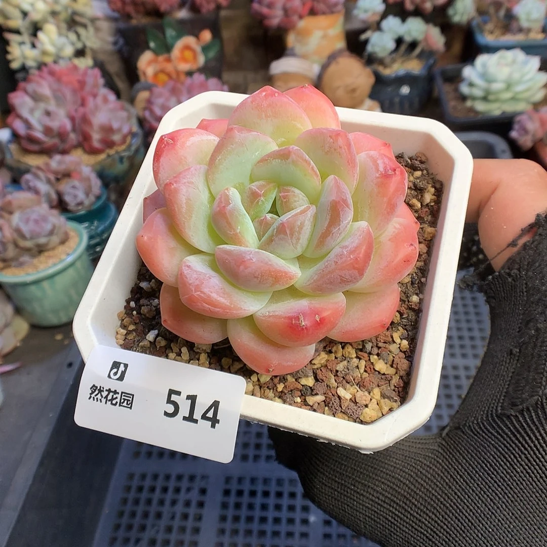514糖心多肉植物6666