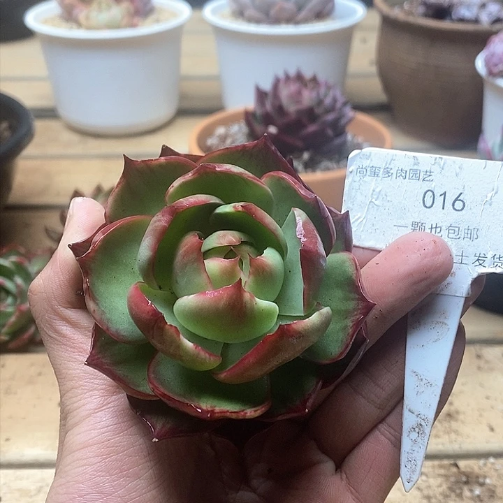 惊鸿仙子一物一拍016