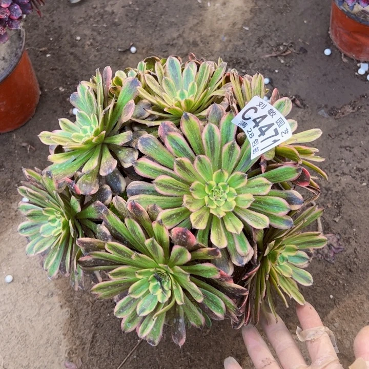 邪玫多肉植物法师多肉植物法师4471