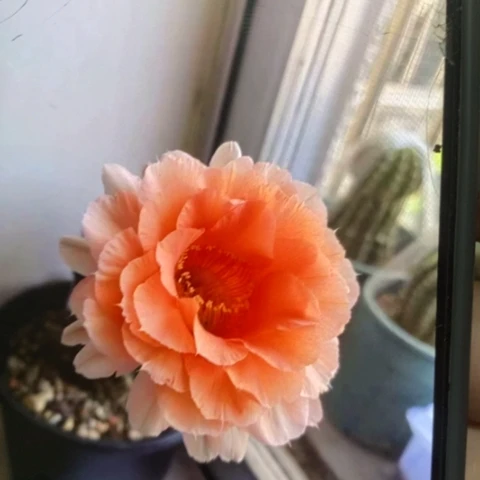 无花朵软糖号彩草仙人球侧芽2+