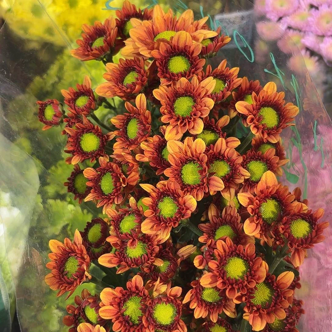 海南深色橘星小菊10支