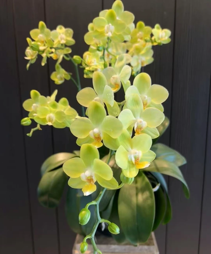 欧品 台大微笑蝴蝶兰 2.8寸杯 两个花剑 爆花机器