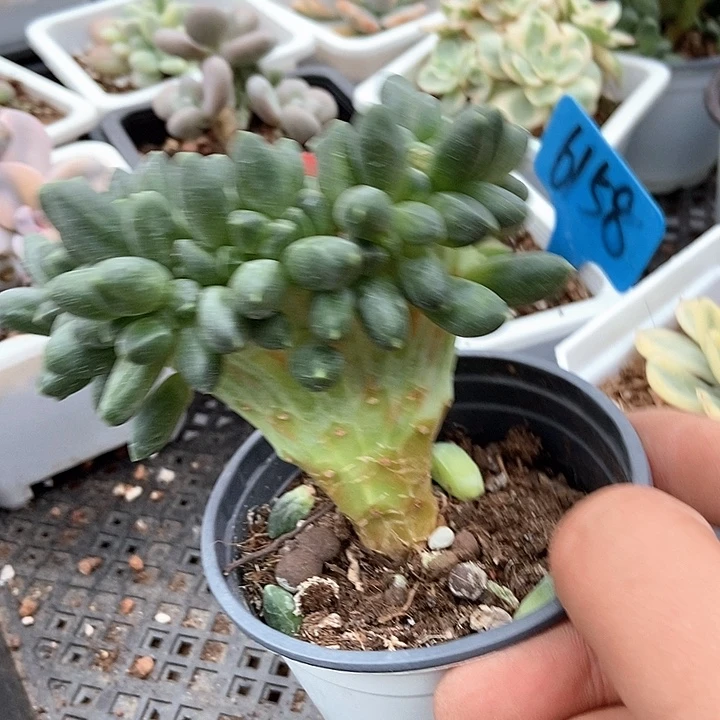 多肉植物千代田511多肉