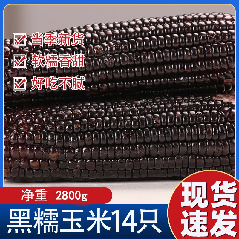 【14只净重2800g】黑龙江新鲜小黑糯 甜糯花青素黑甜糯（库存不多）