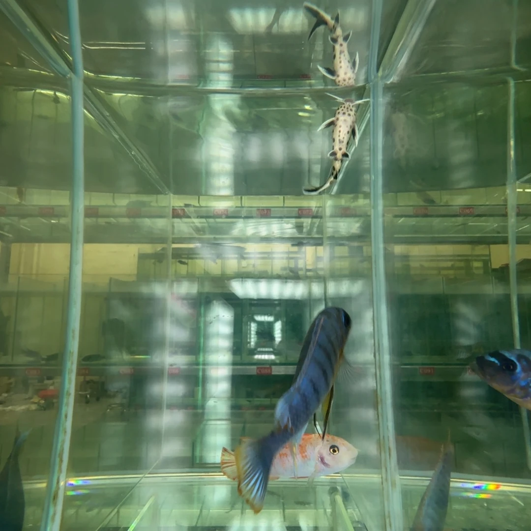 海水鱼C208-伊孔贝10+