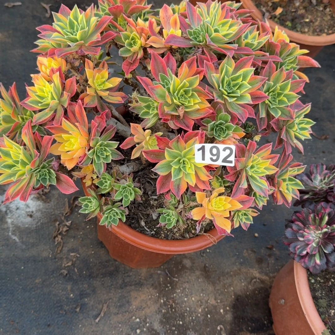 玉****192多肉植物枫叶有砍