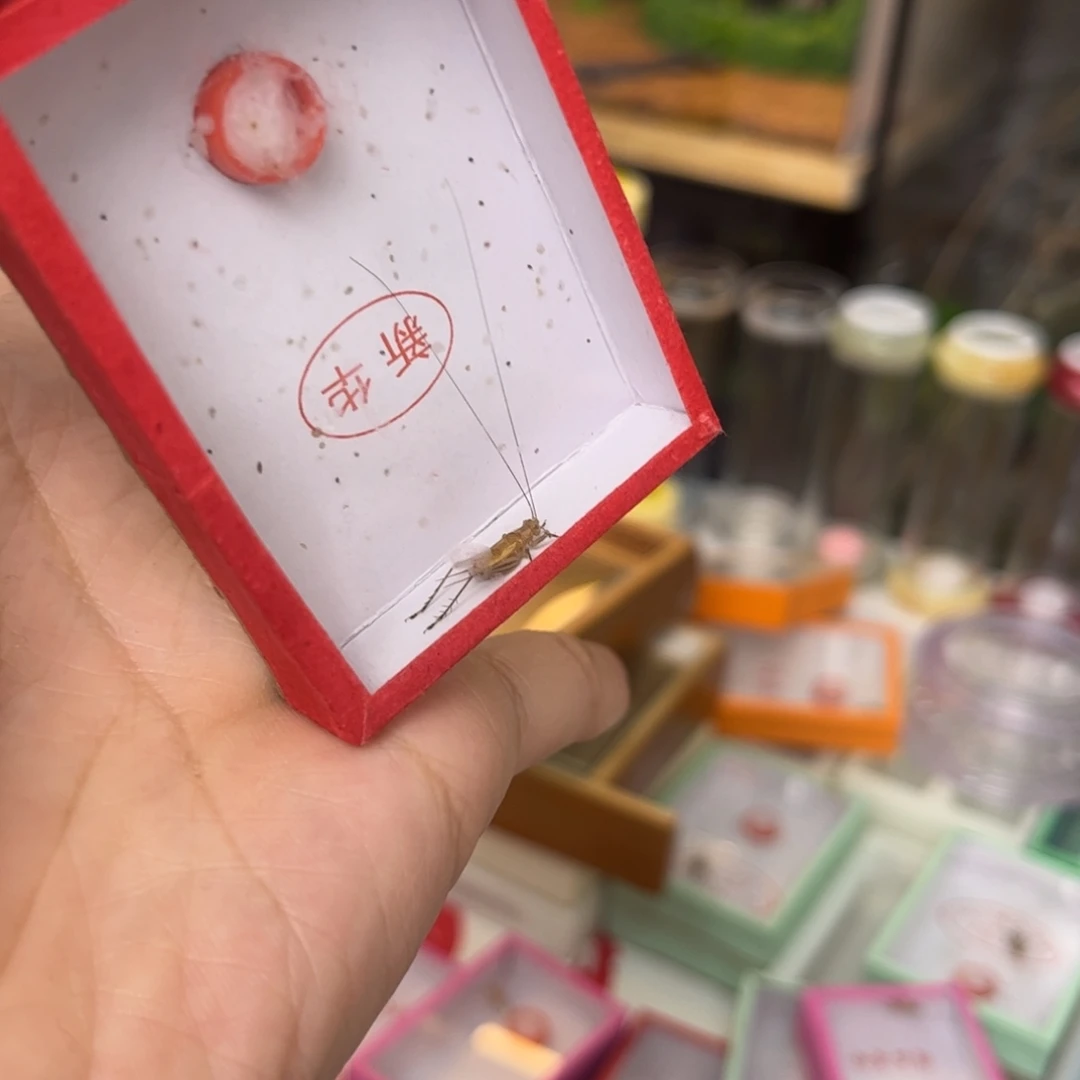 墨***画新华大黄蛉拍拍拍拍