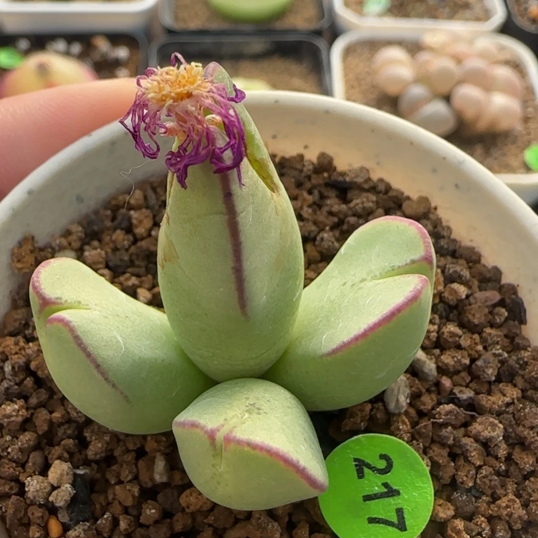 红边托马斯手工水饺群217