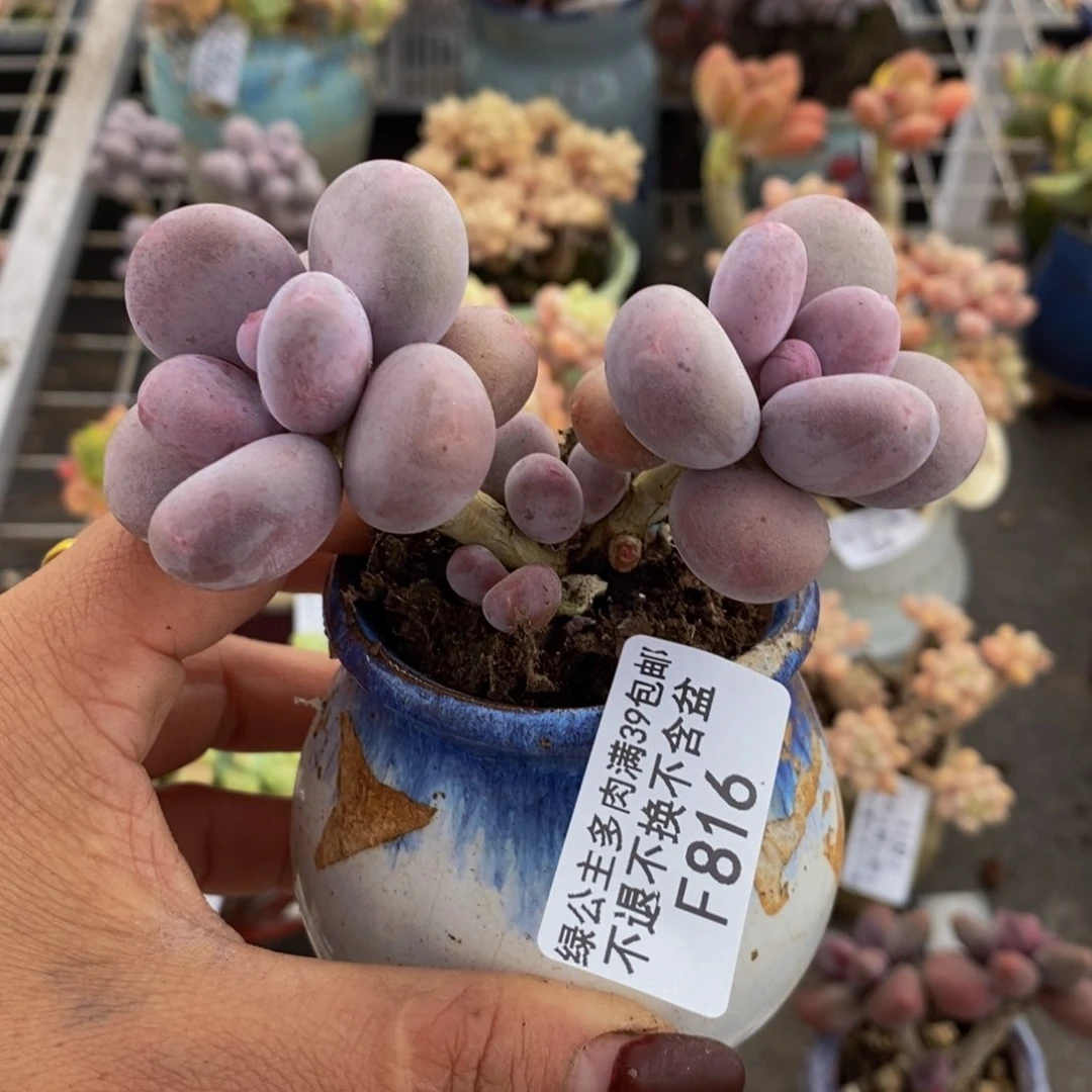 彩虹奶酪816/8c m