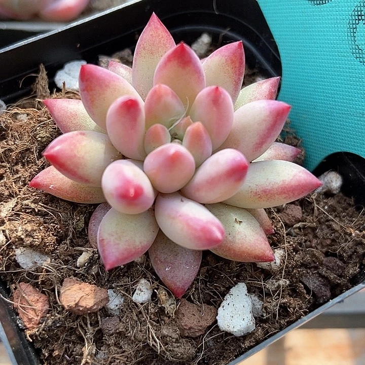 多肉植物虞美人1564