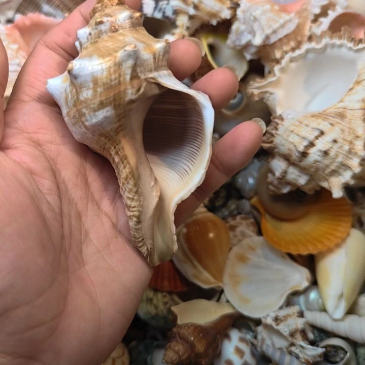 石材天然海螺贝壳赤璇螺摆件