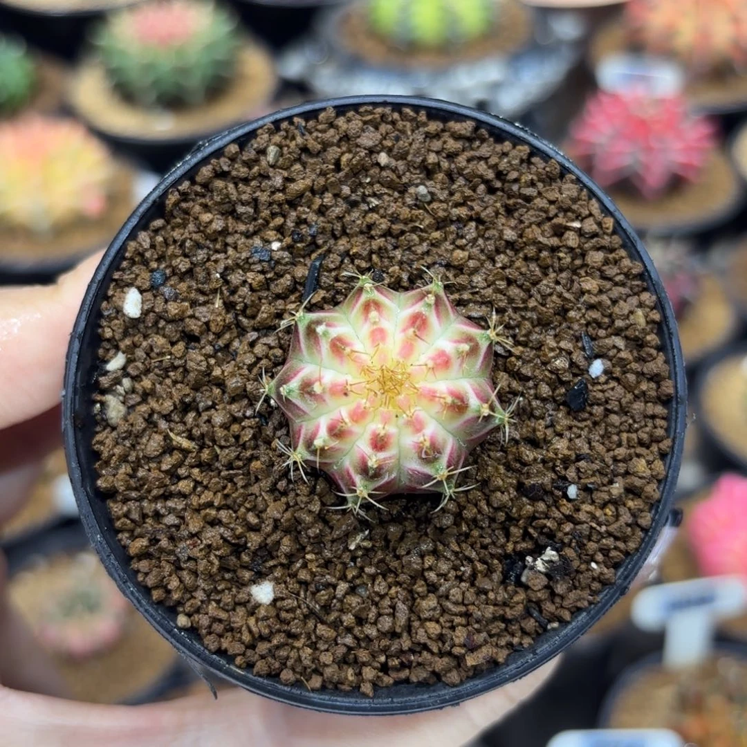 2.7cm泰系实生皇室轮回 福利