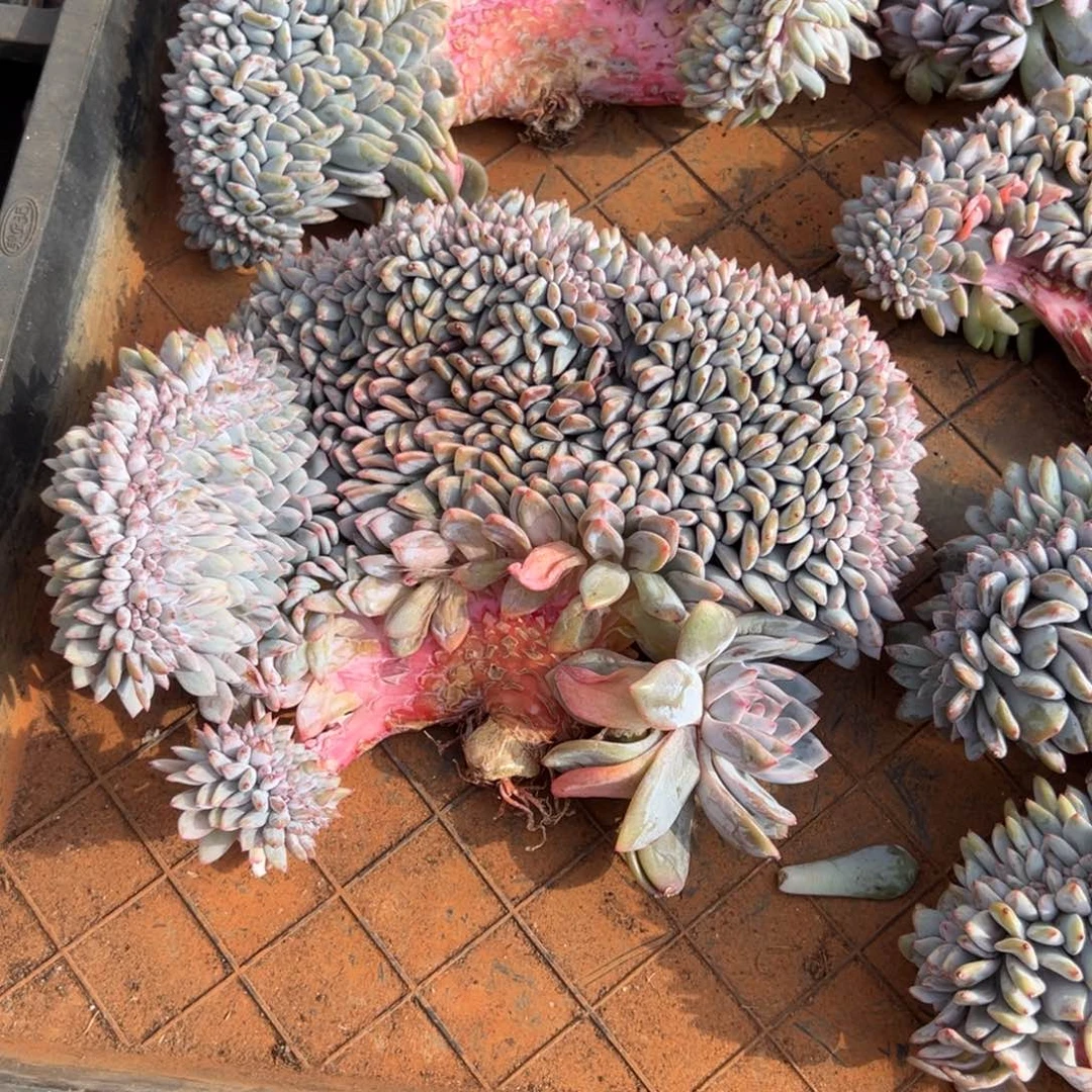 呗***、星影小树缀化呀呀呀呀呀呀呀呀