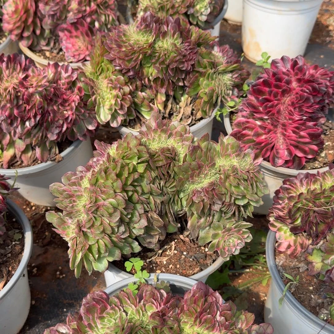 15.8海仙缀啊啊啊啊啊啊