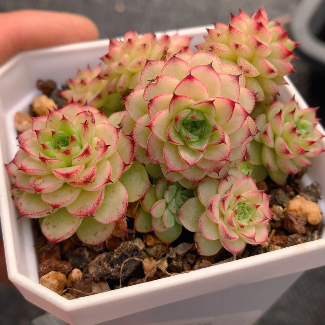0421-33 麦秆优选