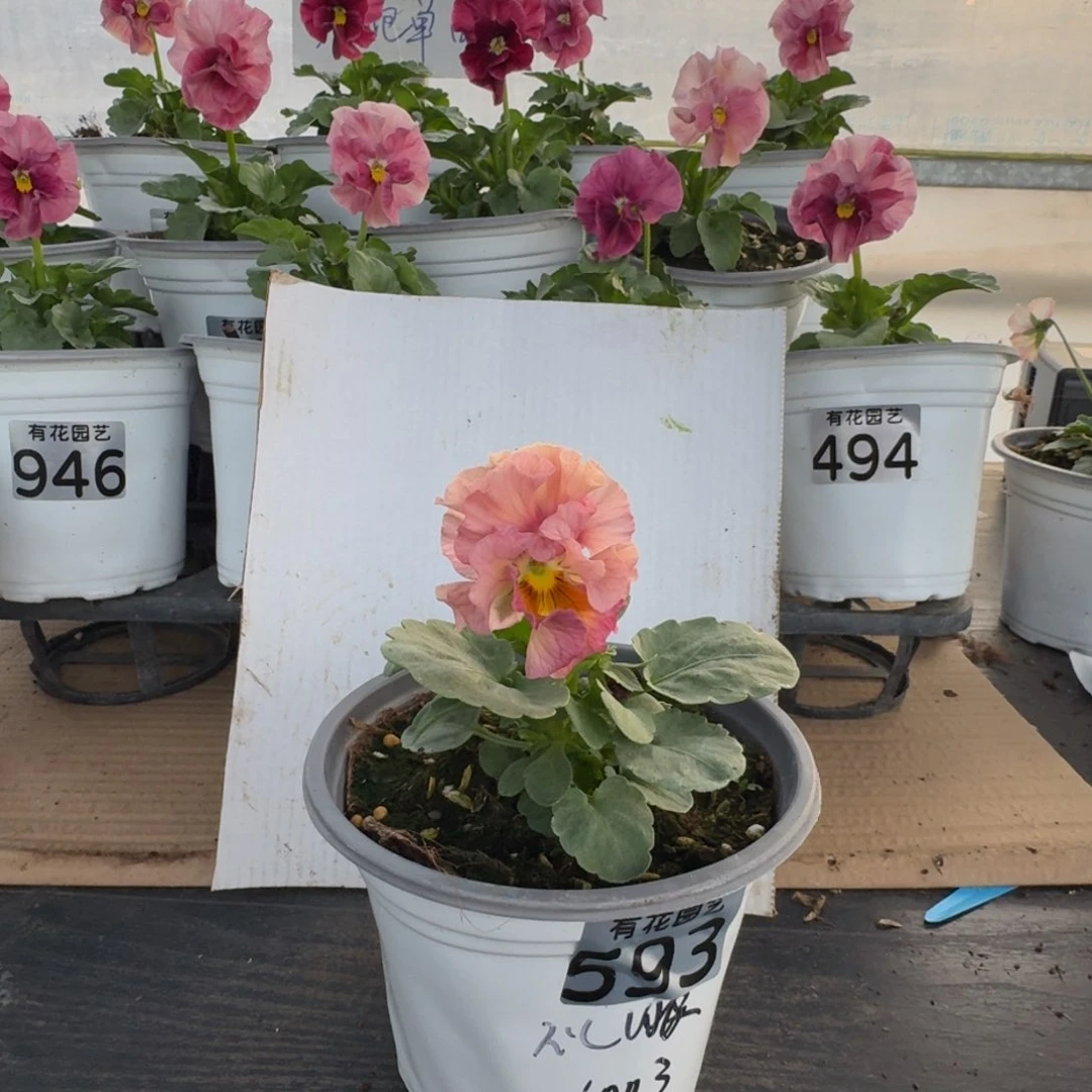 全部花朵593号角堇