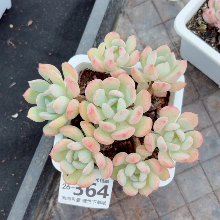 蜜桃格林多肉无盆土发货无