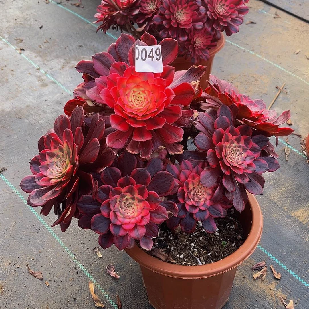 勿**心多肉植物一物一拍0049