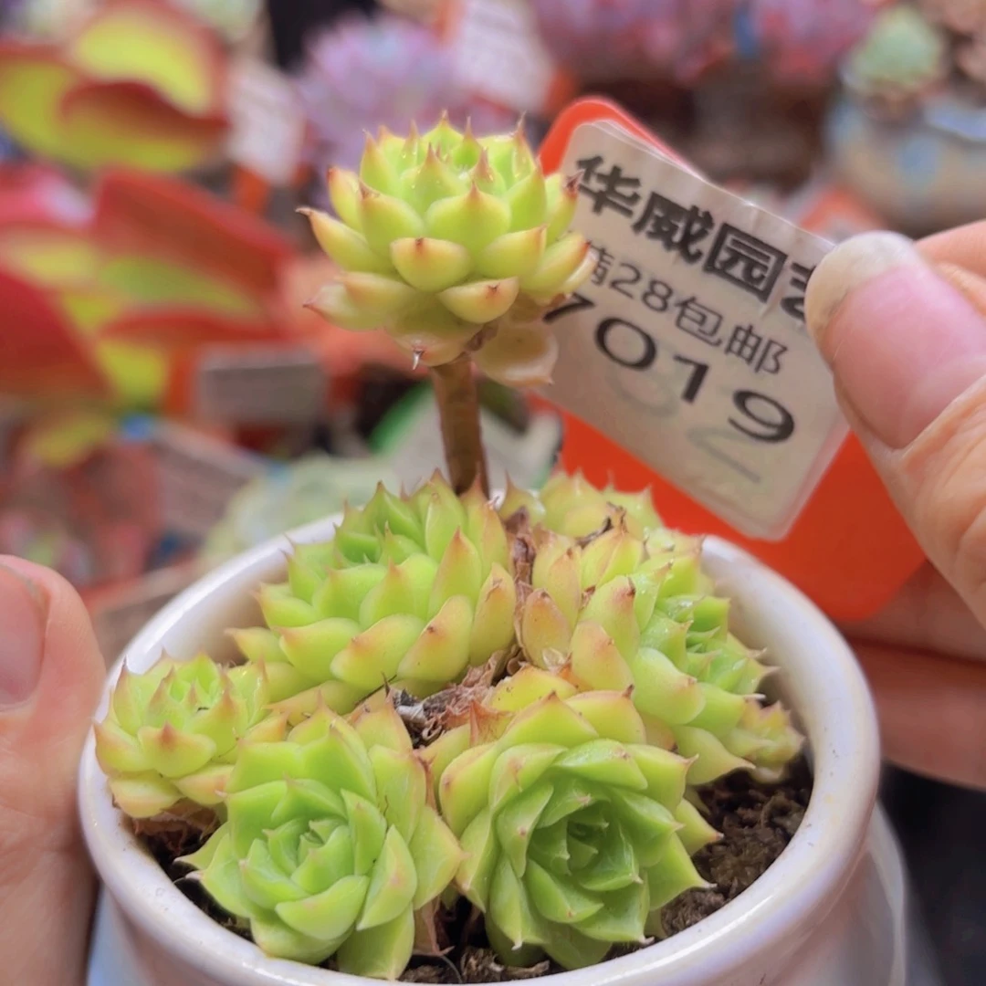 7019（28包邮绿提女王）