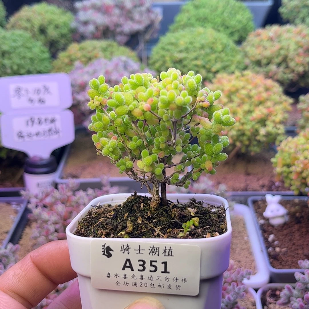 351蜜橘糖球枝干番杏