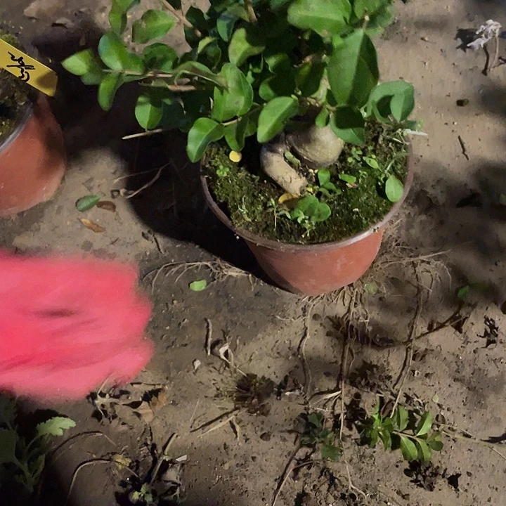 s***g无花朵30菊花菊花计划经济