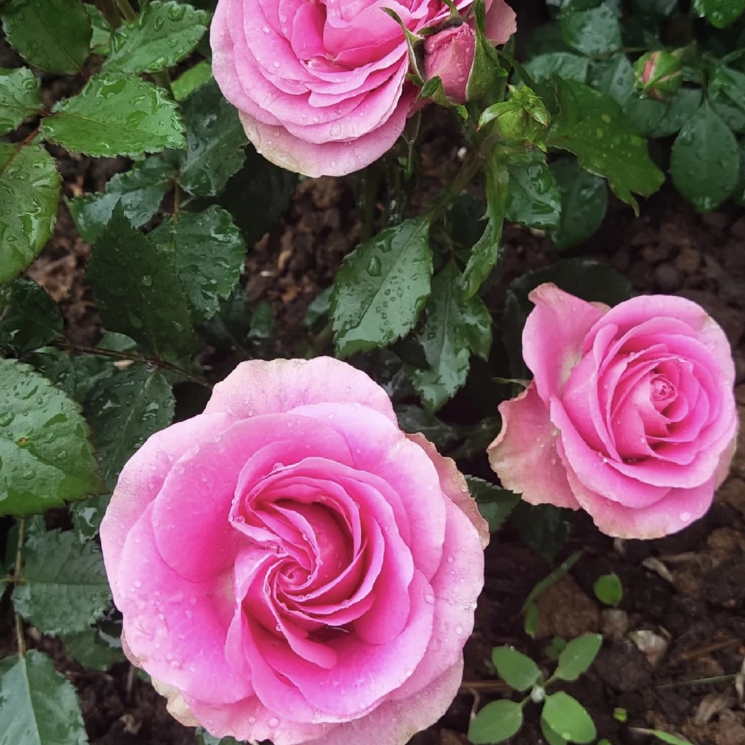 新希望月季花盆栽花卉庭院耐晒耐寒植物新手易养护