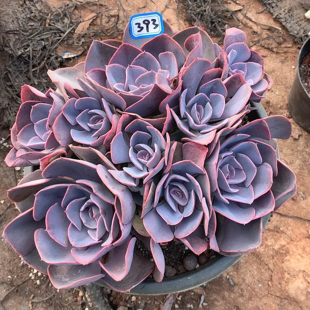 393尘埃玫瑰一物一拍多肉