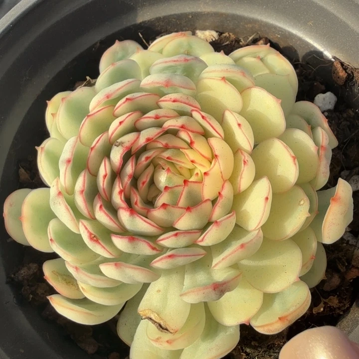 梦幻玫瑰锦 超白锦 模特