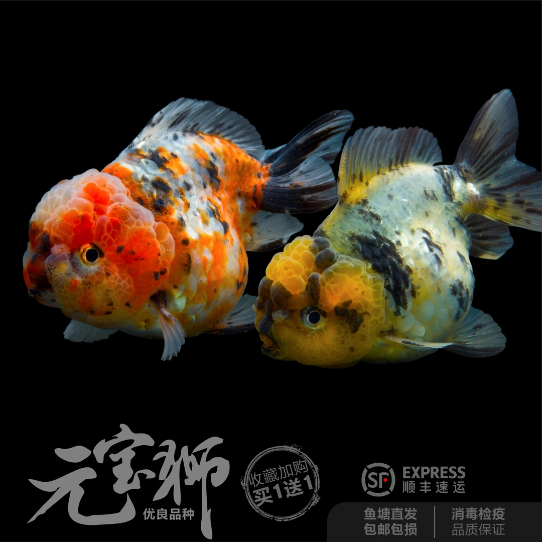 超萌好物“冷水鱼好养耐活”