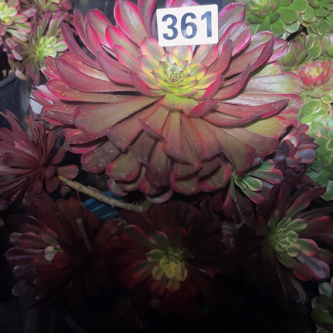 多肉法师361号十里红妆发货不包损