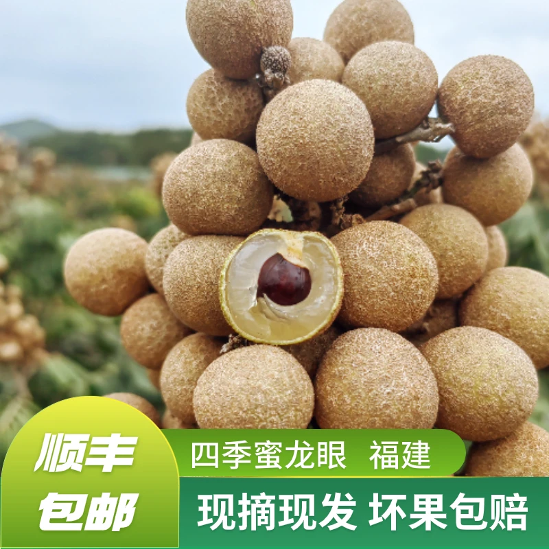 【顺丰包邮】福建新鲜四季龙眼现摘现发龙眼脆甜口感本地反季桂圆