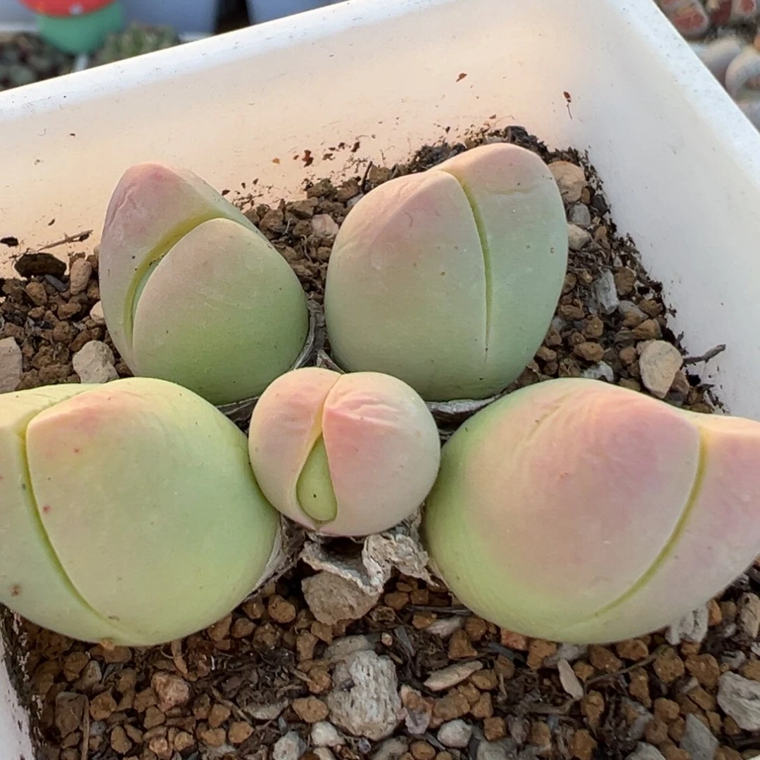 逗*36多肉植物百科知识