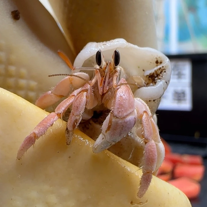 A11粉色 灰白0.9cm口径