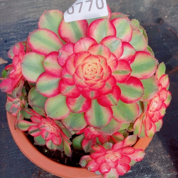 荔枝多肉特价发货