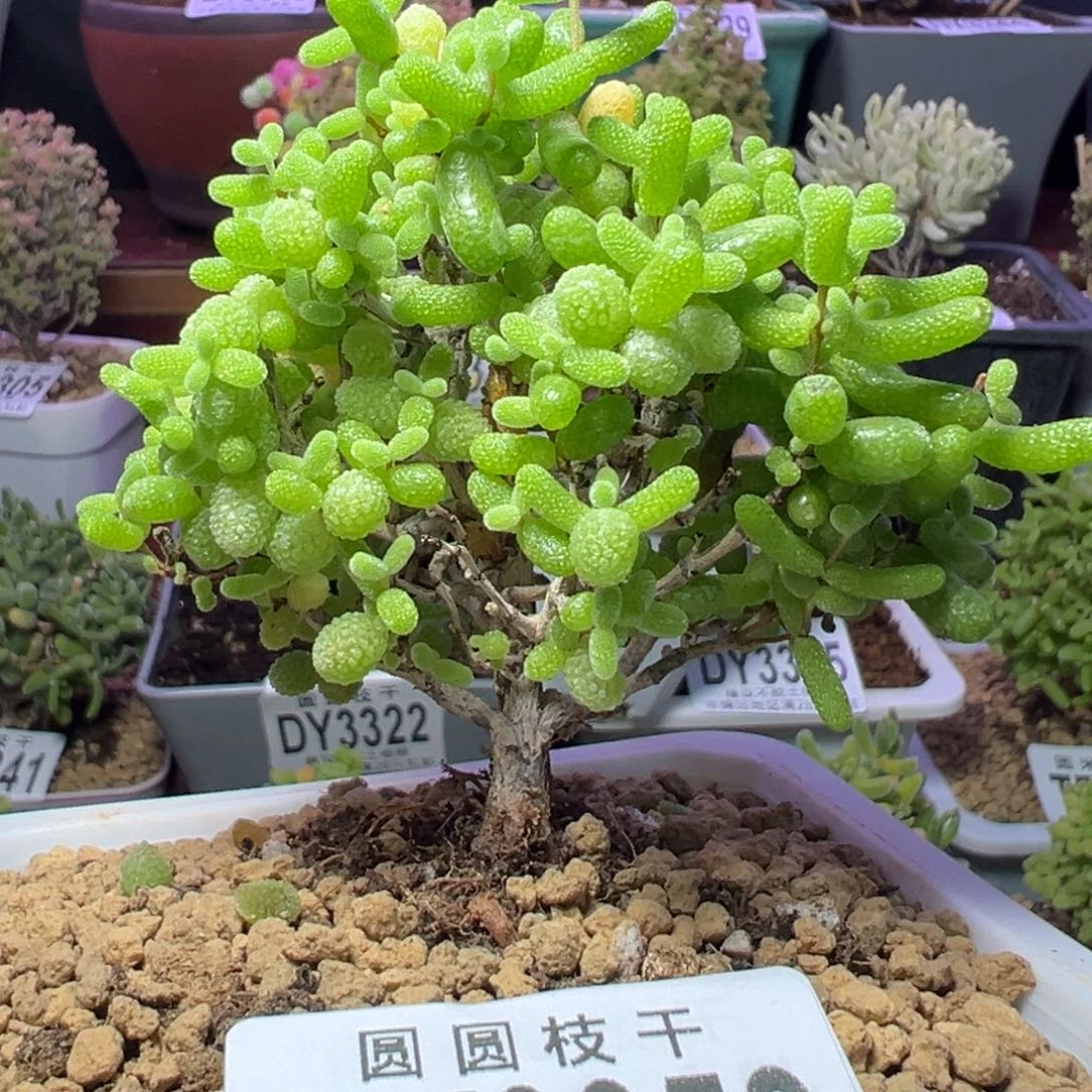 3352金桔糖球一物一拍