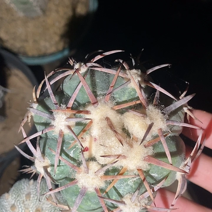 袖蒲接花王雷帝杂交