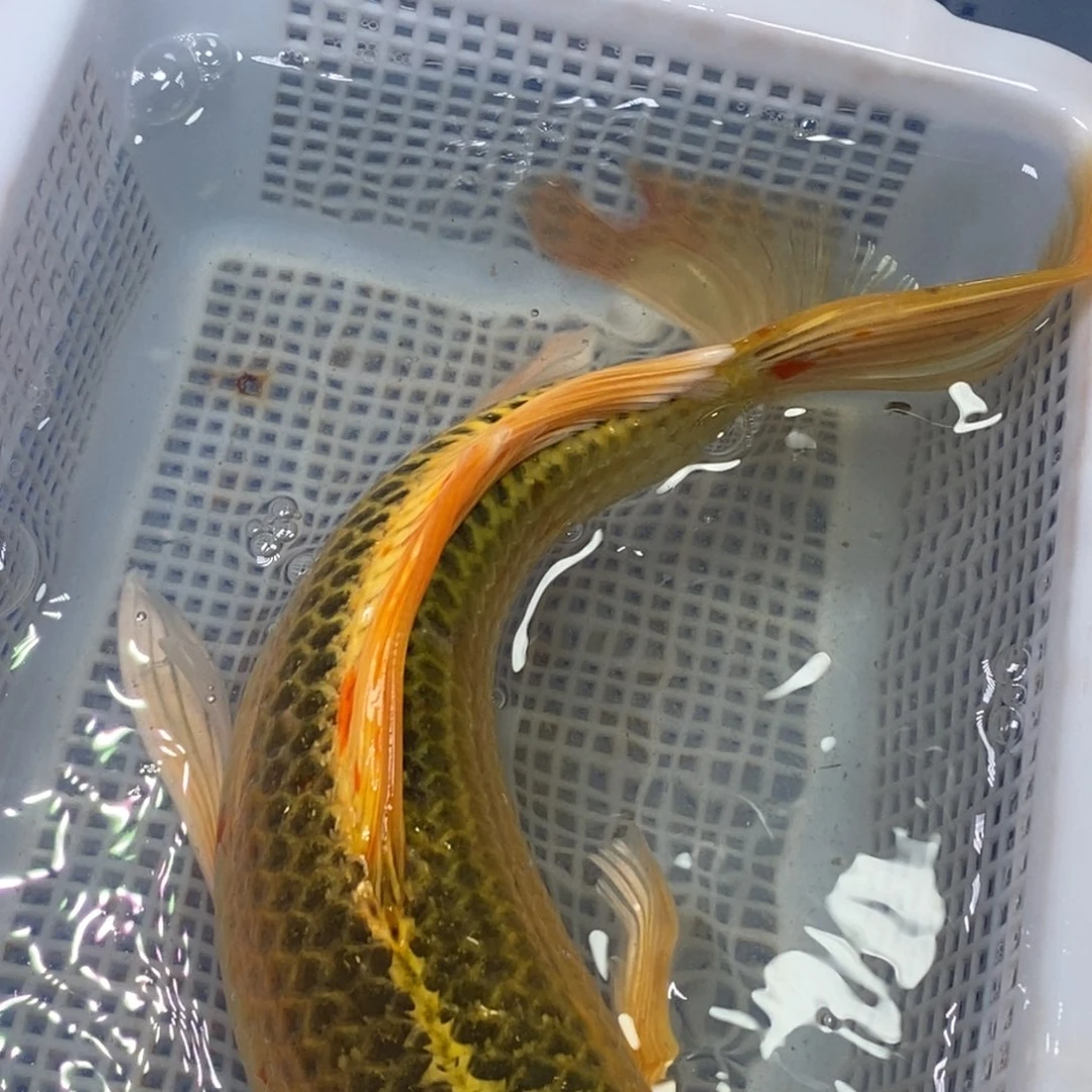 锦鲤锦鲤 开衩掉麟充血属于正常现象介意别拍