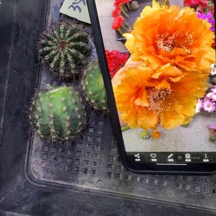 10彩草琉璃盏歪4公分左右无根侧牙，20包邮