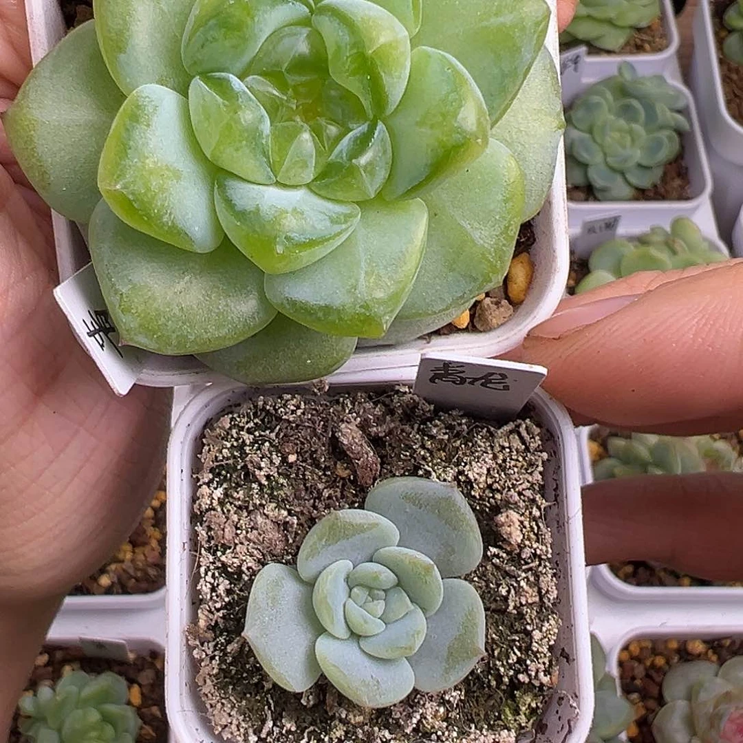 微瑕青龙 一物一拍 上面模特 出下面