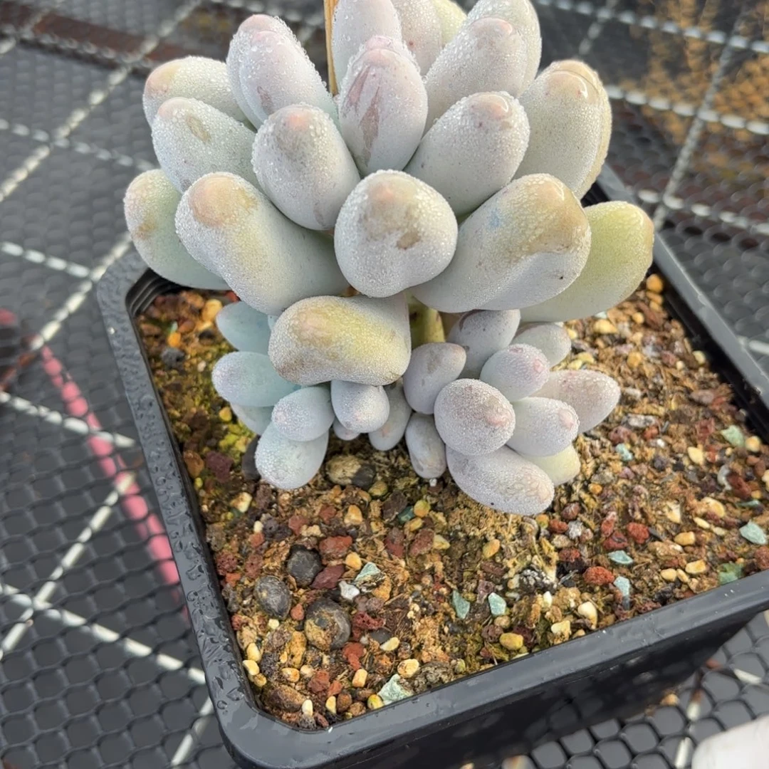 多肉植物米可奶酪大单头带3个仔