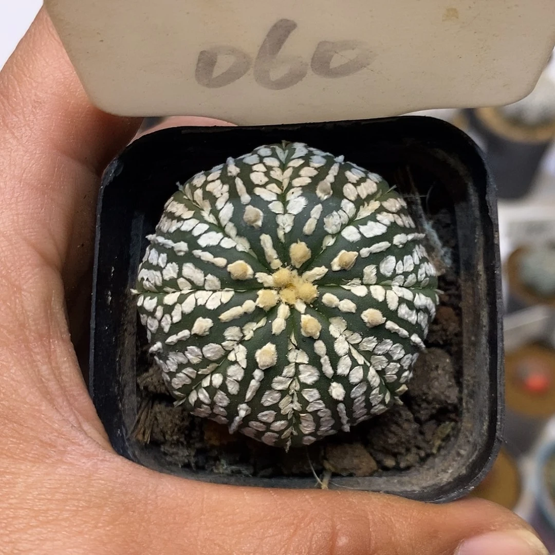 060米字超兜福利特价咯