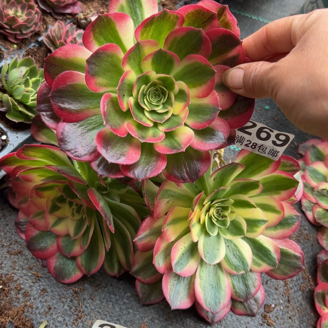 多肉植物269三个单头
