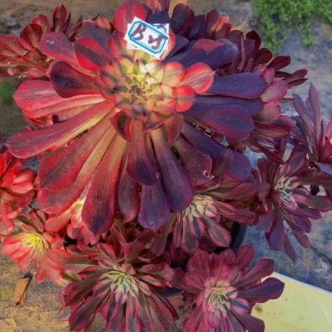 红同白多肉植物25多肉