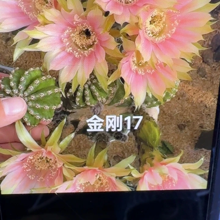 45金刚17歪4公分左右无根侧牙，20包邮