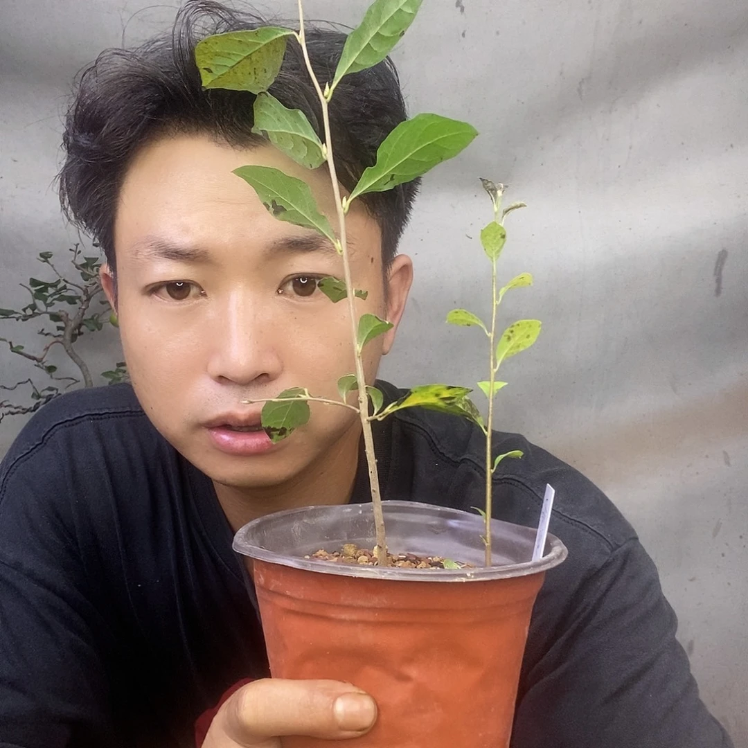 无花朵老鸦柿希望之星