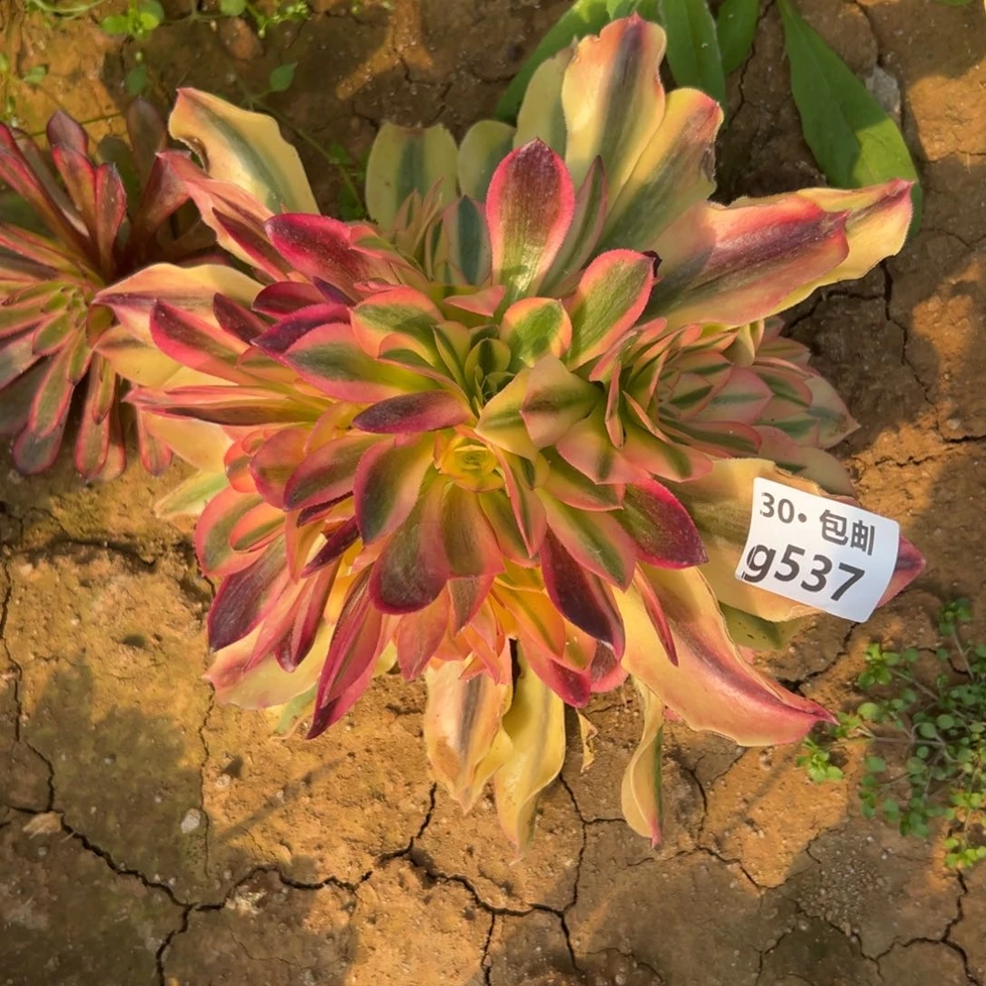 豆*1537红秀多肉法师