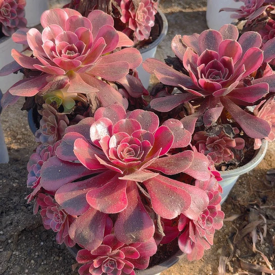 美杜莎多肉植物三颗五号