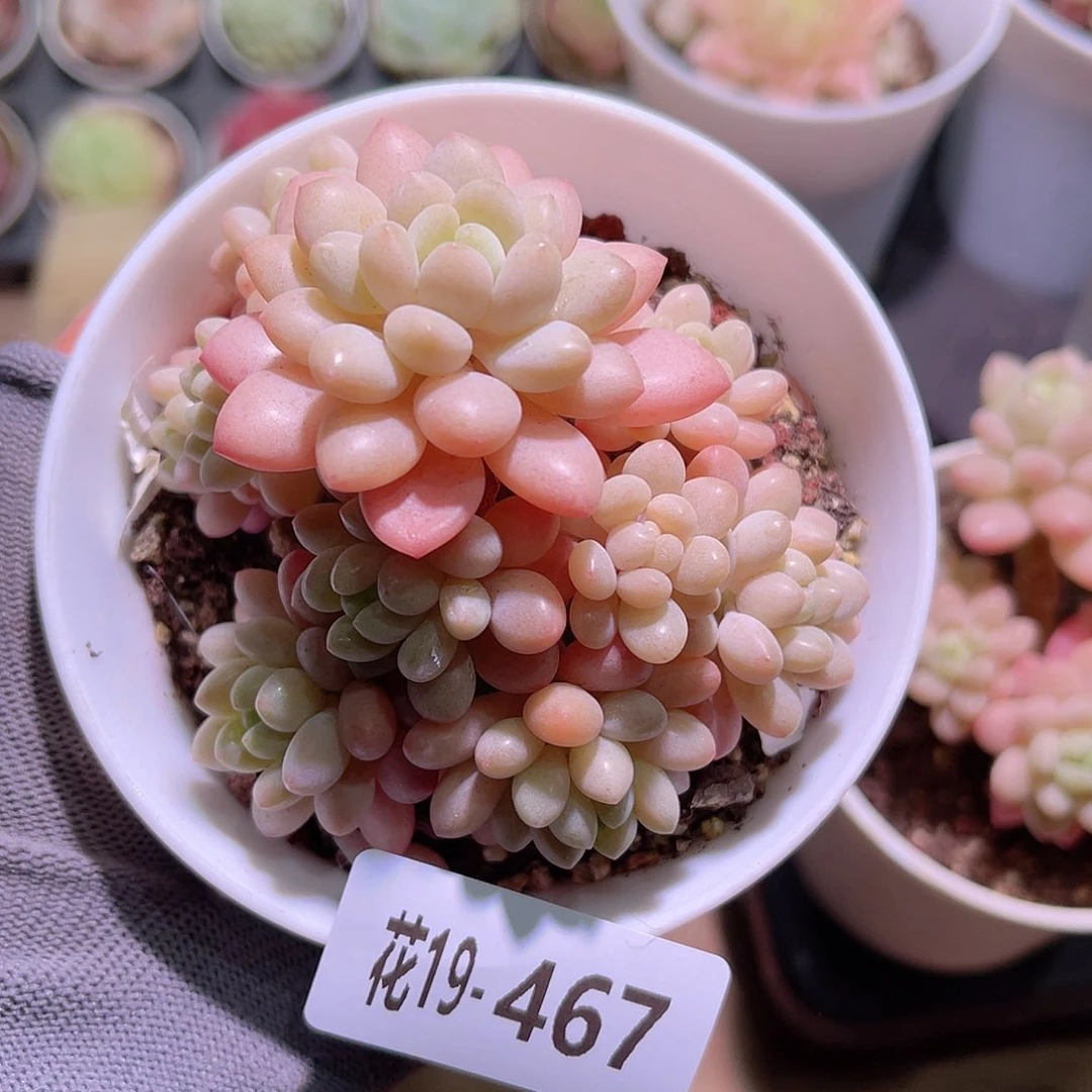 花19-467洛可可群